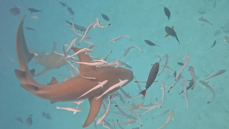 フリドゥのShark Pointで小魚の群れと泳ぐナースシャーク