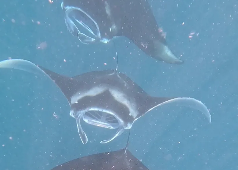 人を避けて悠々と周回するマンタの水中写真