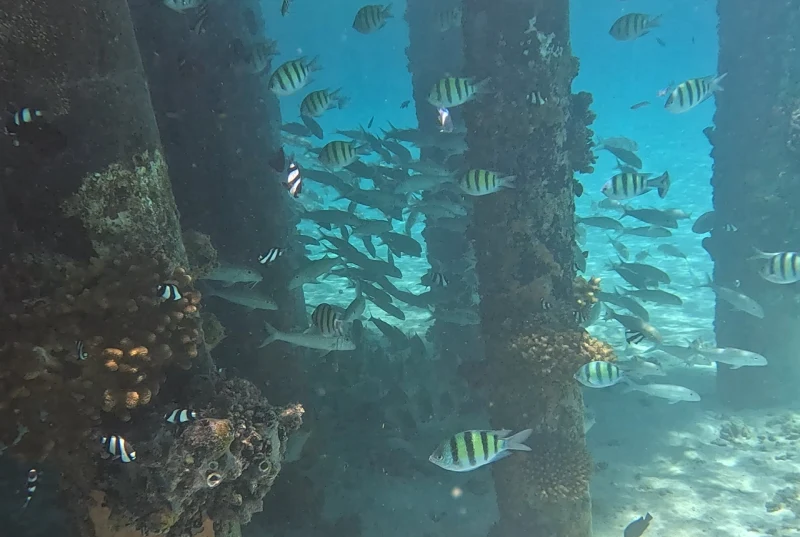 Dhangethiの桟橋の柱に群れる魚